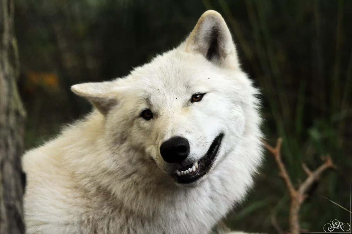 фото в формате jpg иллюстрации волки. волк серый обыкновенный. волк canis lupus. удивленный волк. волк серый.