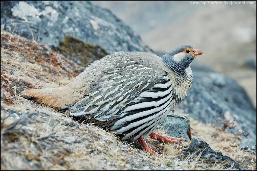 каспийский улар. гималайский улар. гималайский улар. гималайский улар. гималайская индейка.