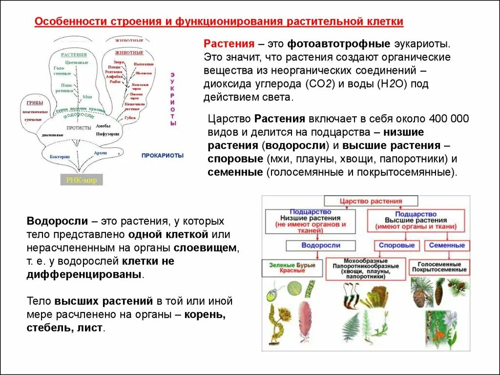 Водоросли дифференцированных клеток