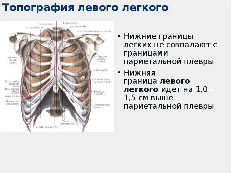 Передняя граница легких. Границы правого и левого легкого таблица. Границы легкого скелетотопия. Границы легких топографическая анатомия. Топография нижних границ легких.