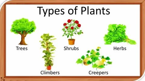 All year plants
