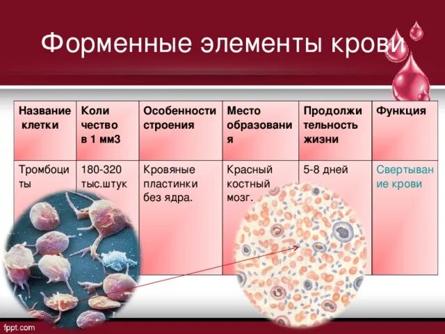 Форменные элементы крови кровяные клетки. Кровь форменные элементы гистология тромбоциты. Функции форменных компонентов крови. Форменные элементы крови строение эритроциты. Элементы крови с ядрами