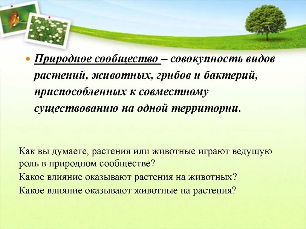 Растения выполняют в природном сообществе