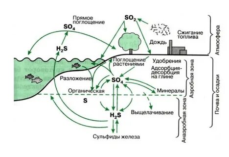 Циклы миграции