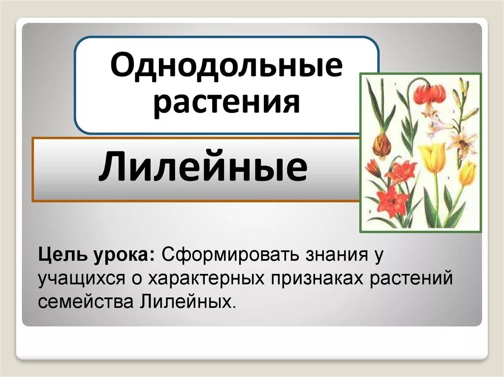 Семейство злаковые и лилейные. Однодольные семейство Лилейные. Однодольные Лилейные растения. Цветы семейства лилейных. Семейство Лилейные презентация.