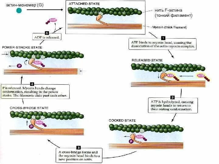 Нити актина. Актин структура. G актин и f актин. Строение актина. Мономер актина.