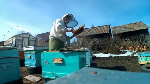 Осмотр пчел