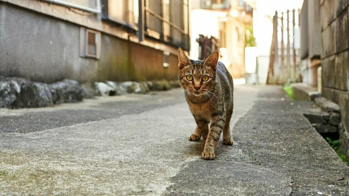Когда какая нибудь кошка идет. Уличный кот. кошка на улице. город кошек. серая кошка на улице.