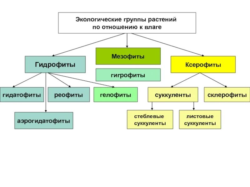 Экологические группы классификация. Экологические группы по отношению к влажности. Схема экологические группы растений. Классификация растений по отношению к влажности. Растения мезофиты ксерофиты гигрофиты.