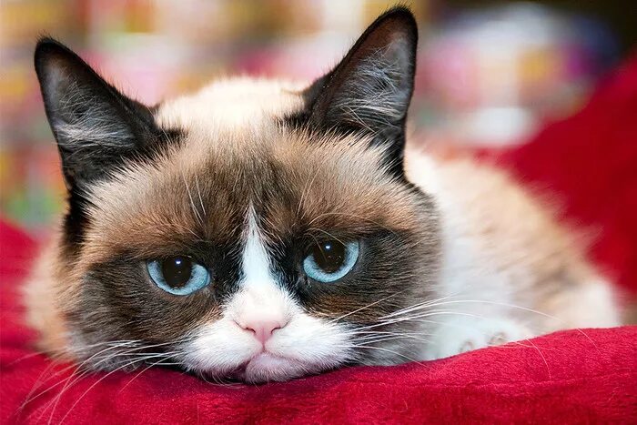 Pin by Carmia Korsten on Grumpy Cat Grumpy cat, Cats, Grumpy cat meme