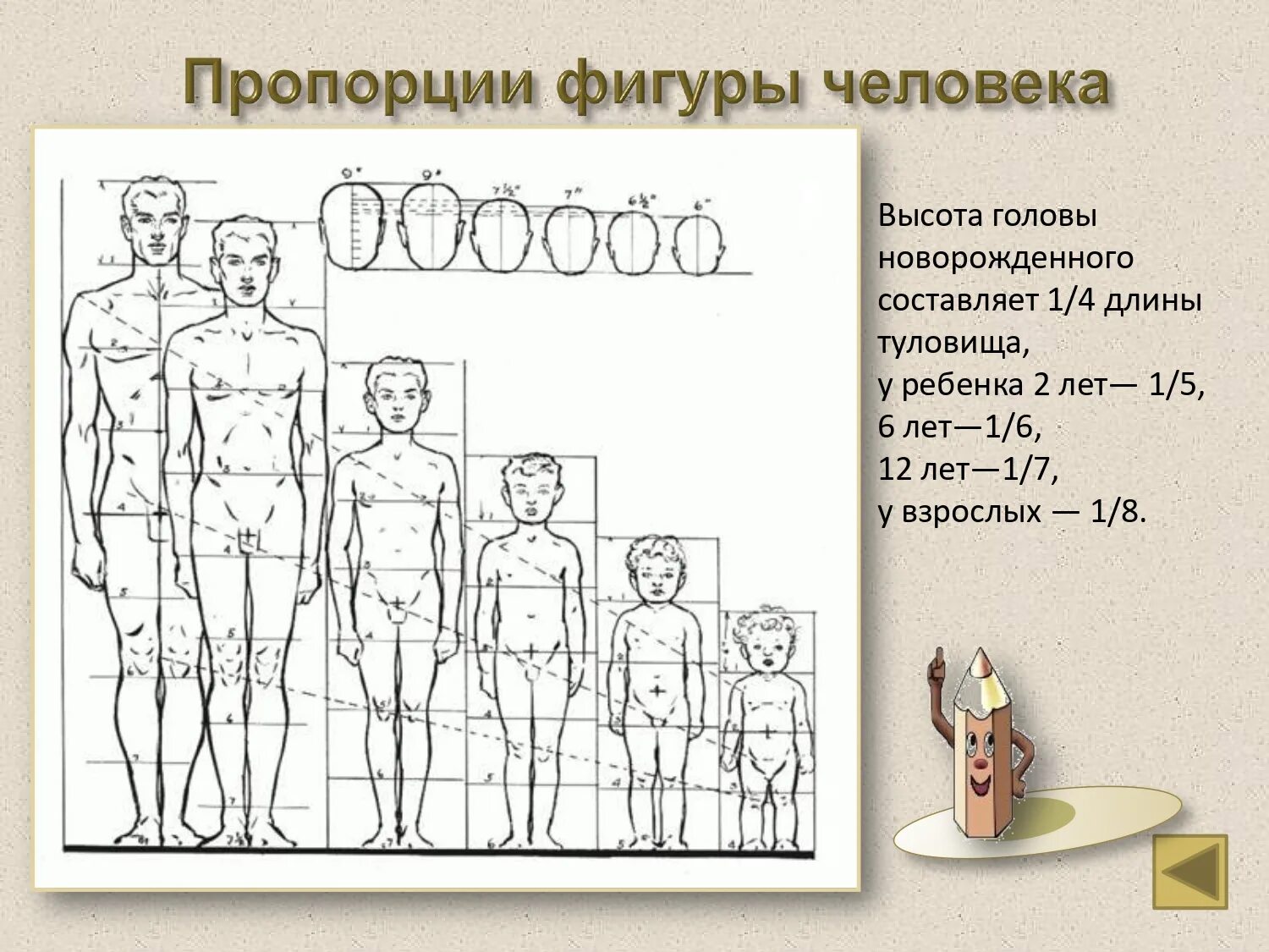 Длина рук составляет. Пропорции человека 10 голов. Пропорции тела ребенка 8 лет. Пропорции фигуры человека. Пропорции тела человека в головах.