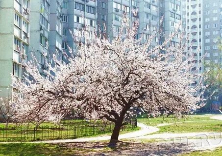 Ростов дерево