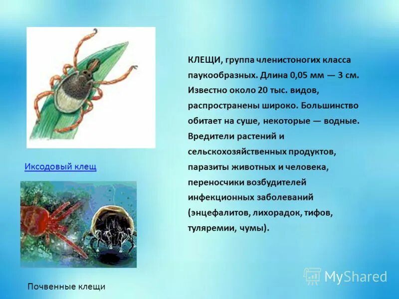 Тип членистоногие класс паукообразные вариант 1. Каракурт и черная вдова отличия. Самый многочисленный класс типа членистоногие. Подтип хелицеровые класс. Строение глаза членистоногих.