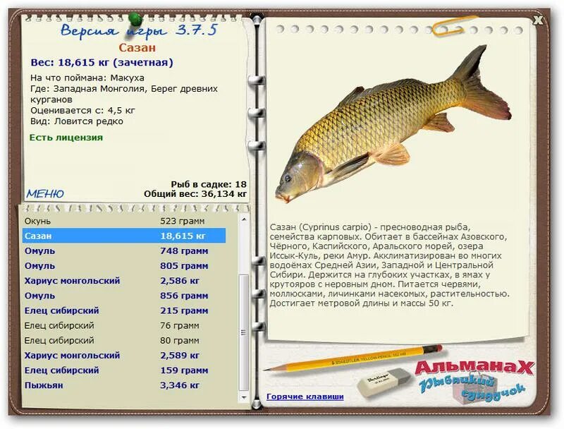 Сазан размеры и вес. Карп зеркальный систематика. Сазан 80 кг. Сазан размеры. Сазан размеры.