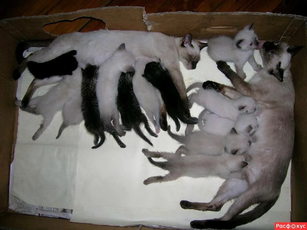 Сиамские котята Новорожденные. Новорожденные котята сиамской кошки. Сиамские котята рождаются. Тайские котята Новорожденные. Какие котята рождаются у черной кошки