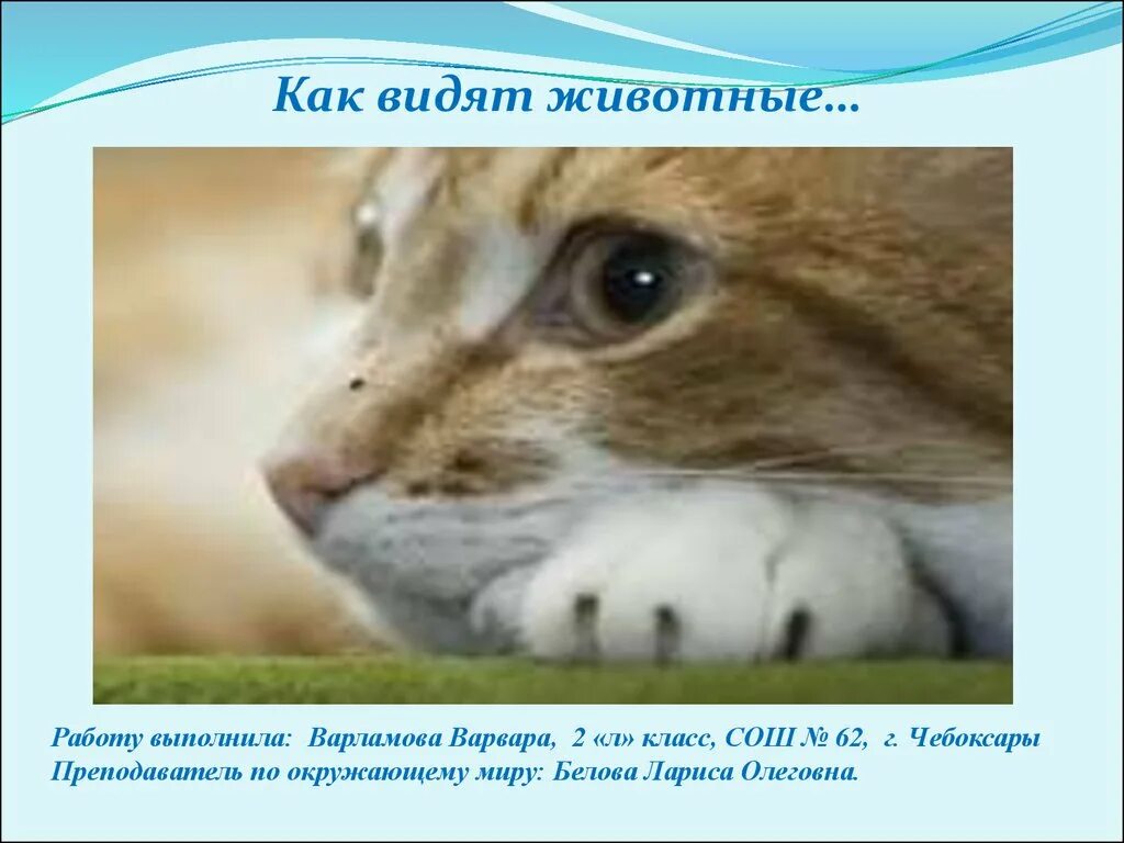 Как он не виден животным