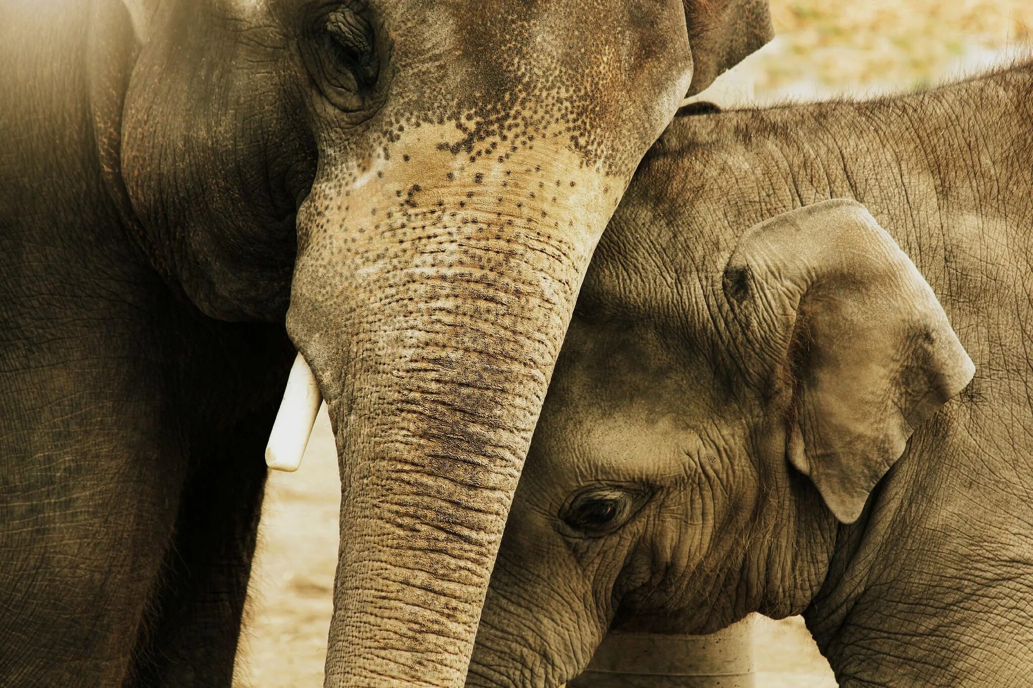 Father elephant. Слоны обнимаются. Обнимашки со слоном. Слоны любовь.