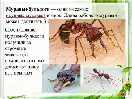 Муравей биология 7 класс