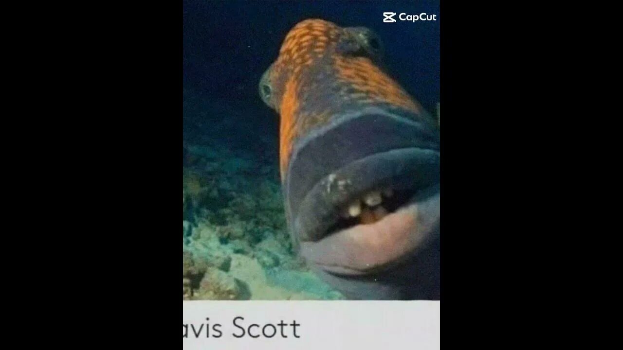 Рыба скот. Рыба трэвис скотт. travis scott рыба мем. мемы с рыбами.