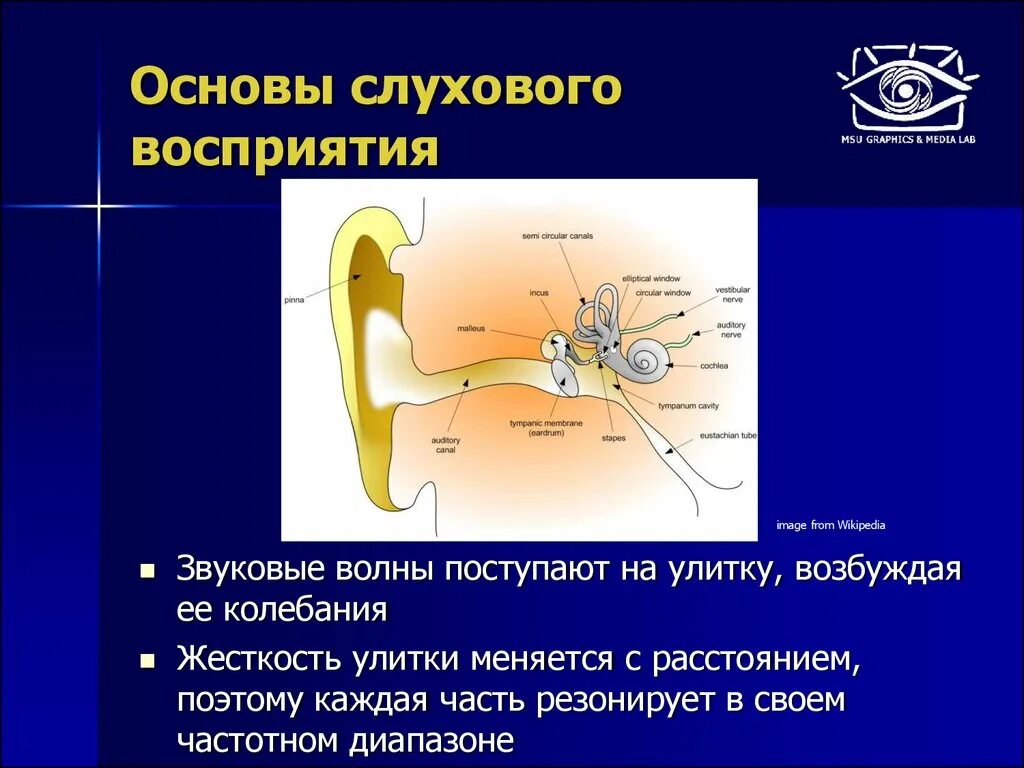 Звуковое и слуховое восприятие