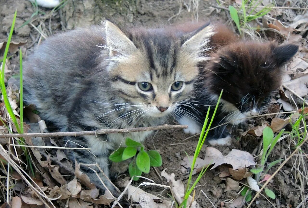 Купить лесного котенка. Котенок в лесу. Лесной кот котята. Милые котята в лесу. Три котенка в лесу.