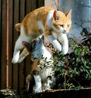 Коты ношу