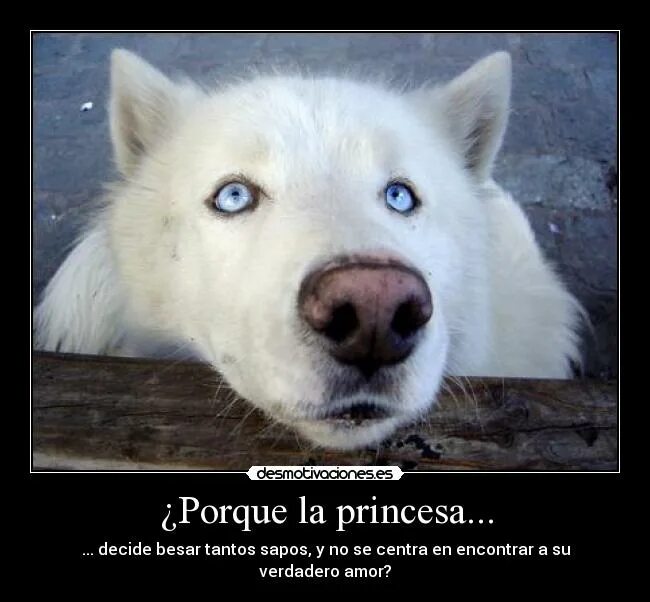 Поговорка моя хата с краю ничего. Волк демотиватор. Значение пословицы: моя хата с краю. Поговорка моя хата с краю ничего. Моя хата с краю карикатура.