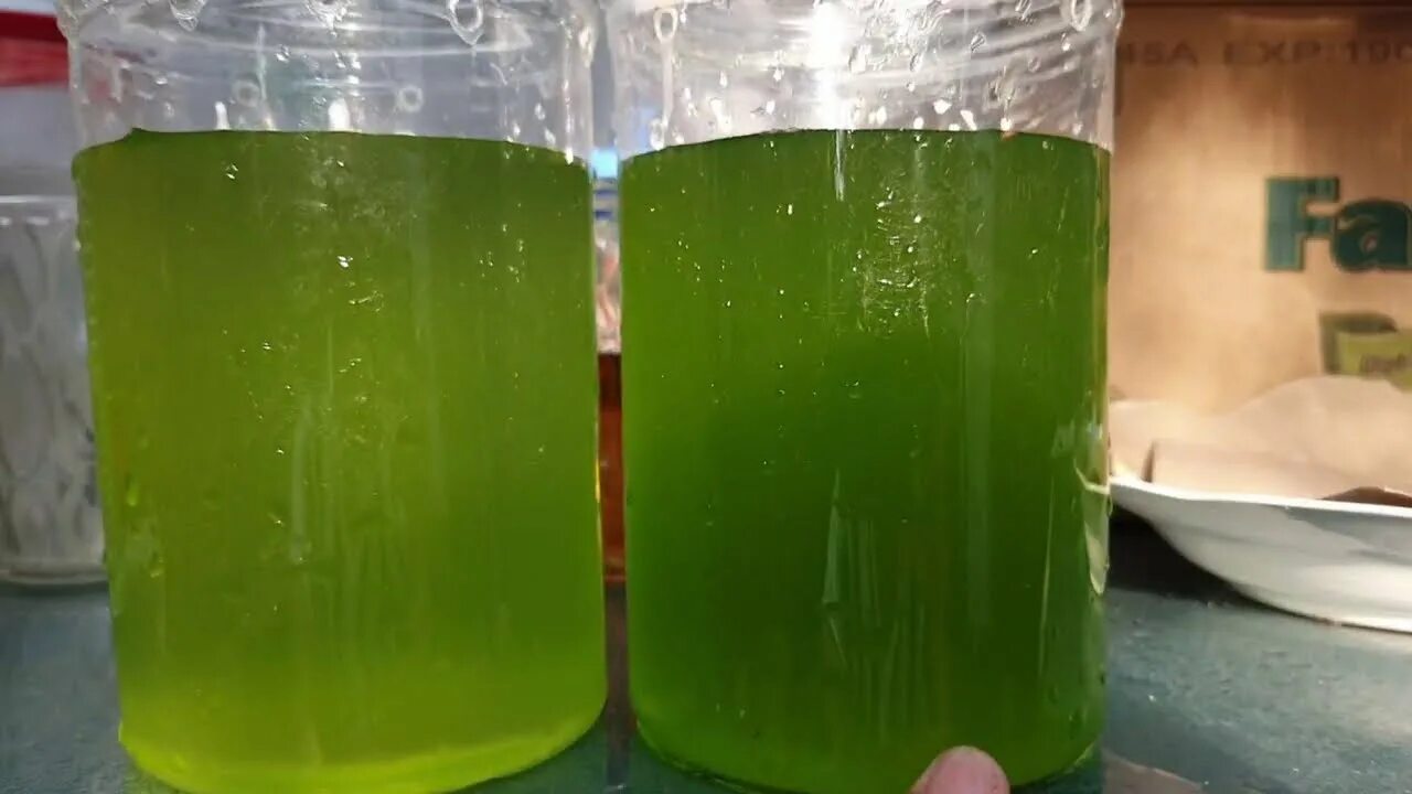 Gooey Green Slime in Florida Waters Is Super Gross and Super Toxic Algae, Gree