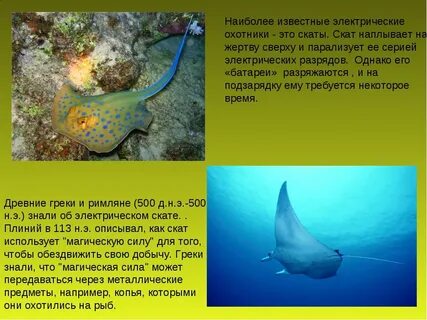 Скат относится к рыбам