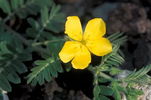 Tribulus terrestris