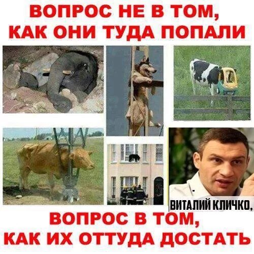 И как попал туда и почему. Как они туда попали фото. как они туда попали мем.