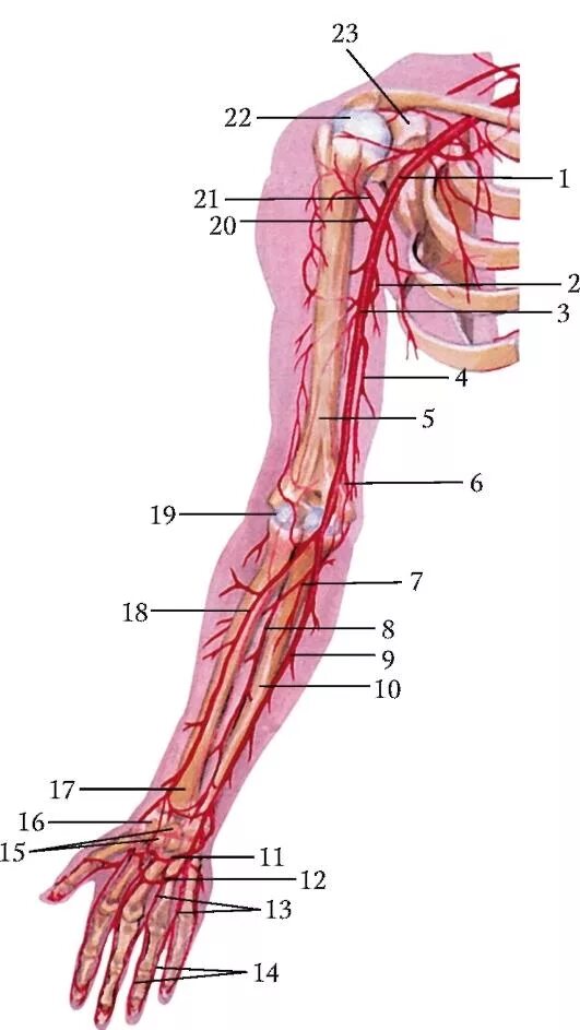 Плечевая артерия топография. Плечевая артерия (a. brachialis). Подключичная подмышечная плечевая артерии. Ветви подмышечной артерии схема. Кровообращение верхней конечности