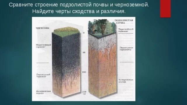 В чем состоит отличие почвы от горной. Сравните дерново подзолистые почвы и черноземы. Строение подзолистых почв. Подзолистый Тип почвы. Структура черноземных почв.