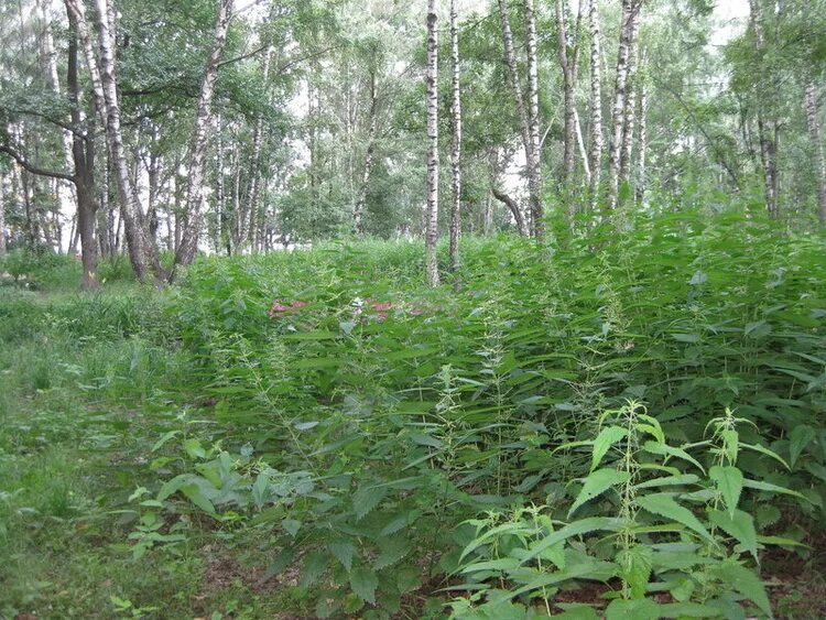 Лесной крапива. Крапива Онгаонга. Заросли крапивы. Крапива Лесная. Куст крапивы.