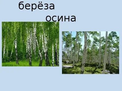Чем отличается осина