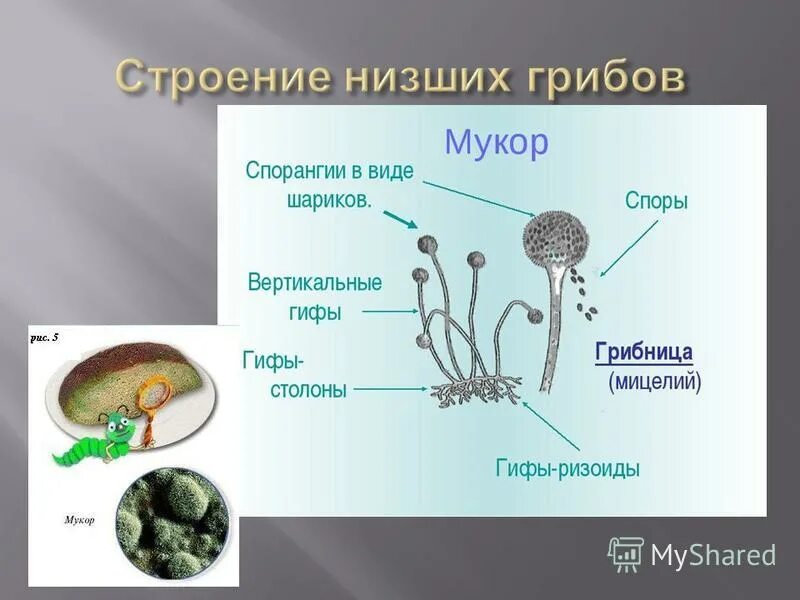 Картинки КАКОЕ СТРОЕНИЕ ИМЕЕТ МУКОР