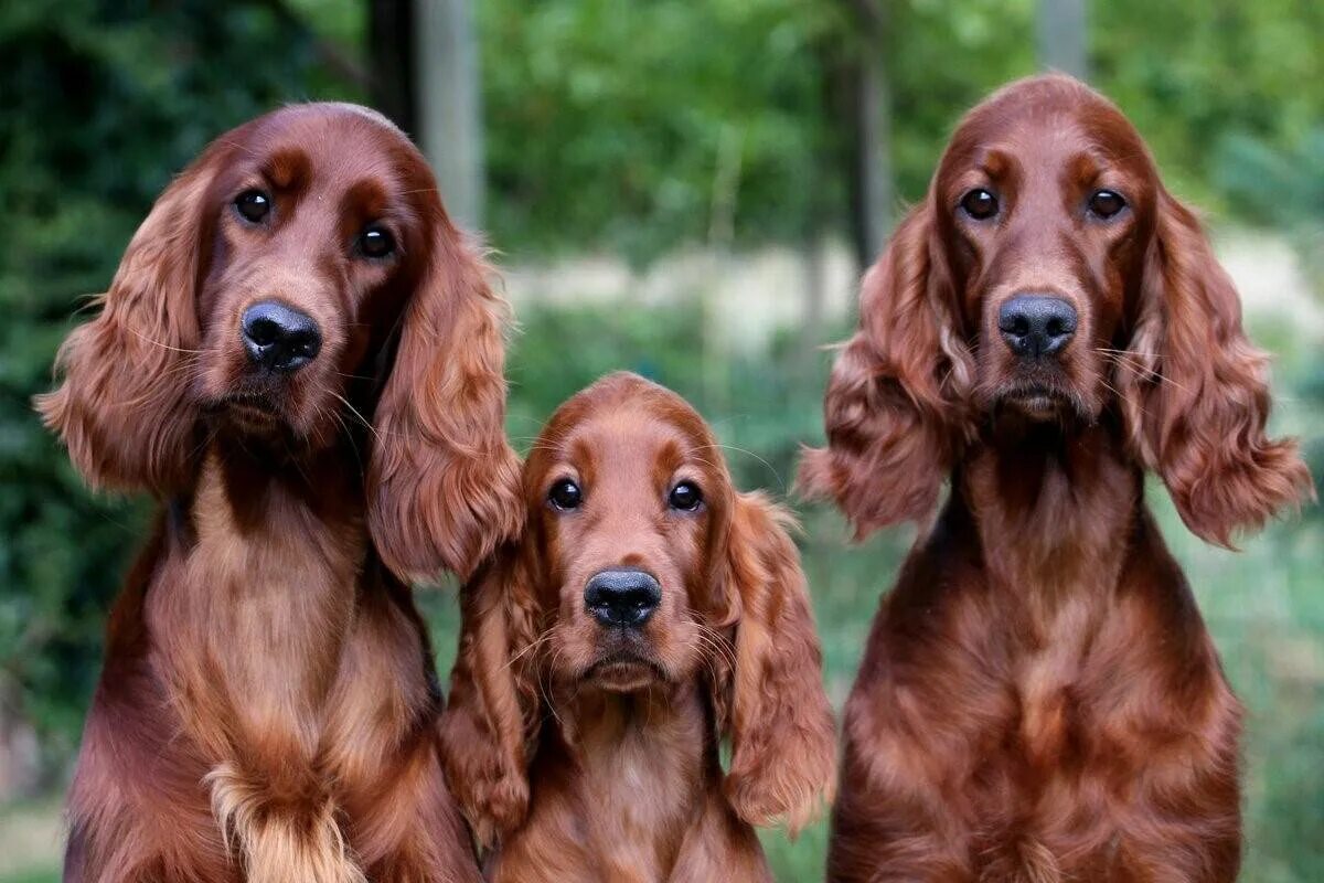 Ирландский сеттер. Ирландский сеттер и спаниель. Ирландский сеттер (Irish Setter). Ирландский красный сеттер щенки. Irish setter