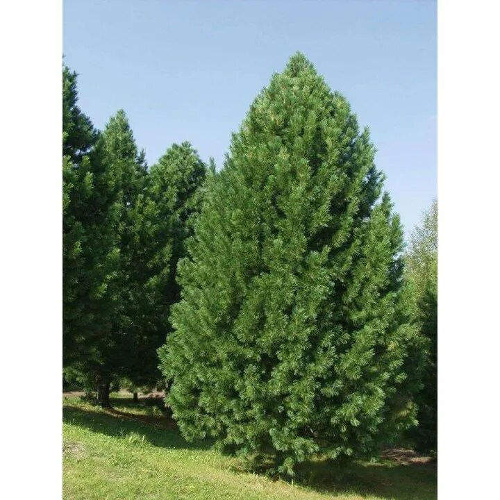 Сибирский кедр pinus cembra. Сибирская крона. Лиственница сибирская (larix sibirica ledeb. Сибирская крона. Сосна сибирская кедр сибирский.