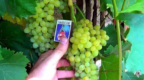 Калорийность винограда кишмиш черного