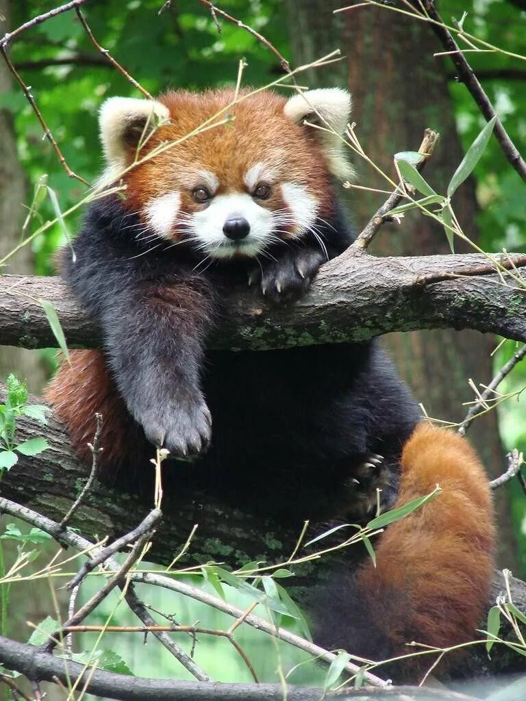 Животное малая панда. Красная панда. енотовидная панда. малая панда (ailurus fulgens. малая (красная, рыжая, енотовидная) панда.