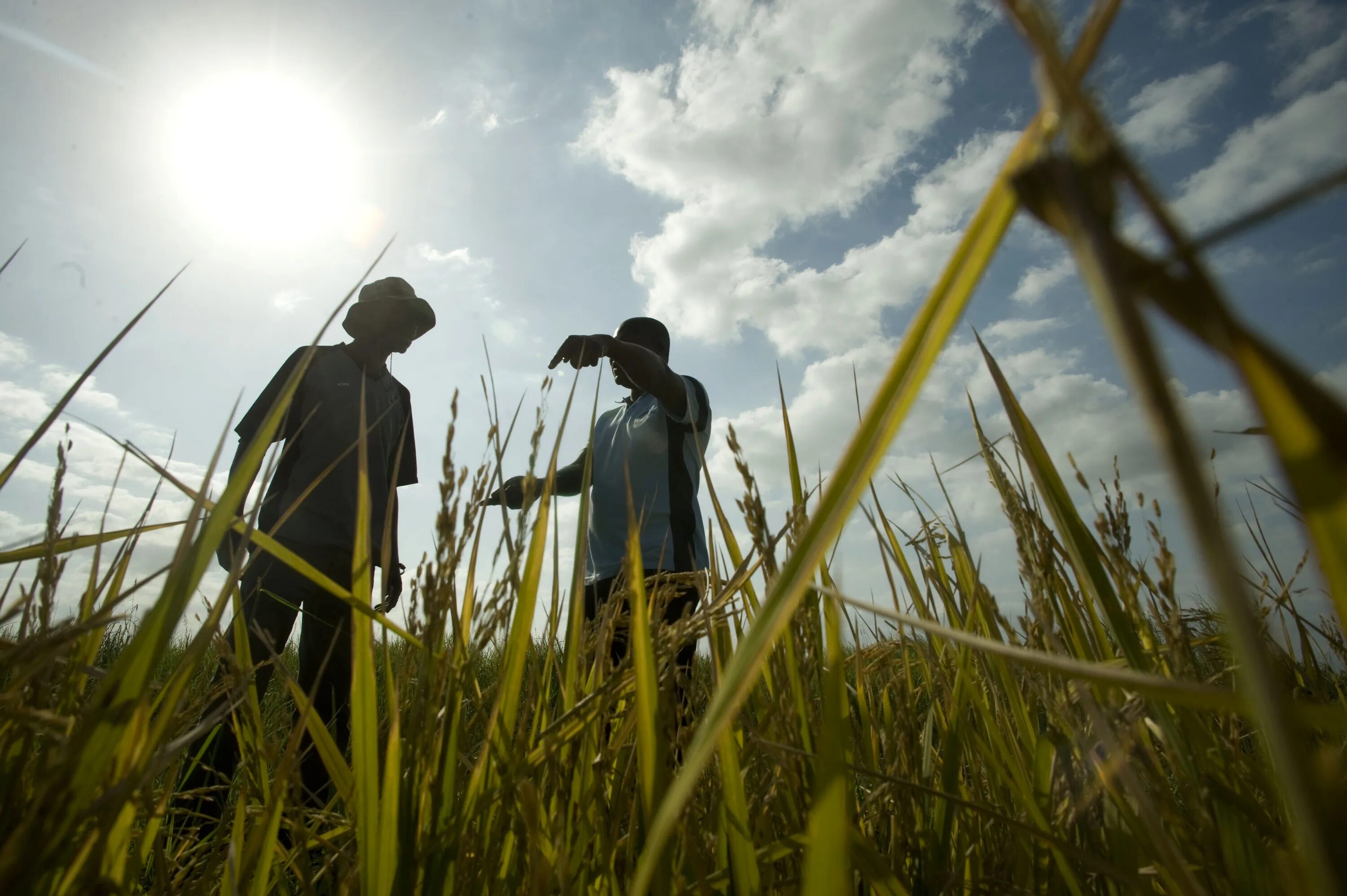 Агрокультура. Спокойный фон агрокультура. Farmers World картинки. Агрокультура макро. Field people