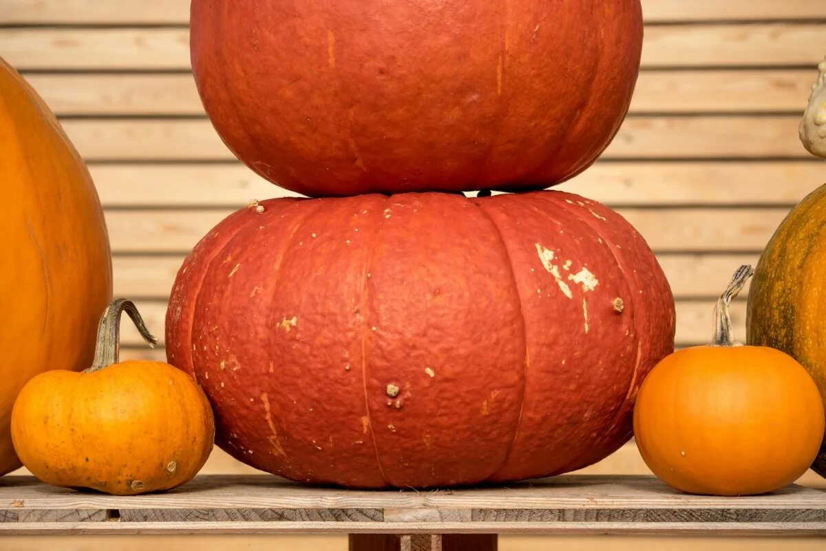 Free Photo Fresh orange pumpkin