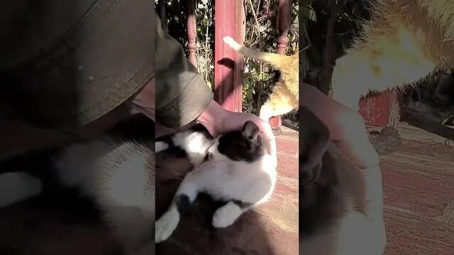 Смешные котики видео. Смешной кот. Кот итальянец. Смешные котики видео. Видео издевательство над котятами.