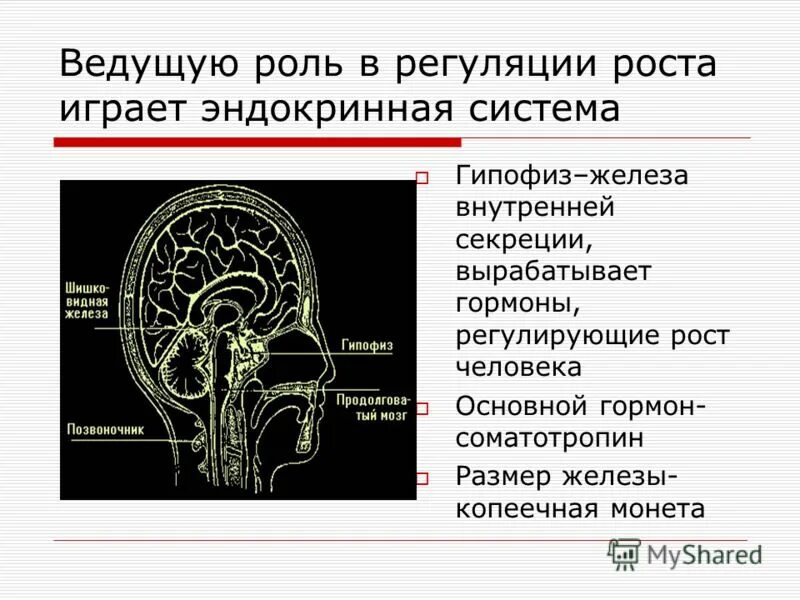 Железа мозга 7. Гипофиз Главная железа внутренней секреции. Строение гипофиза человека. Гипофиз Тип железы. Гипофиз это железа.