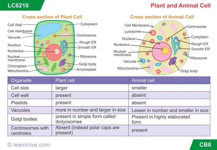 Animal and Plant Cell. Animal Cell structure and Plants. Cell structure Worksheet. Animal Cell and Plant Cell. Worksheets cells