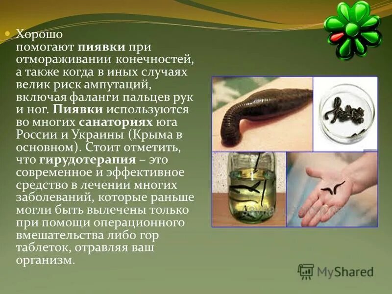 вещество выделяемое пиявкой при укусе