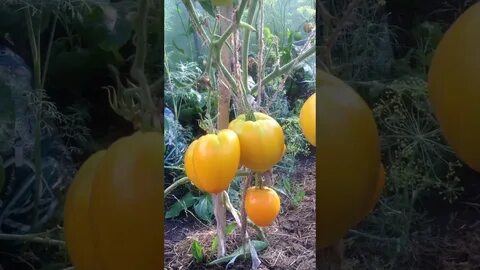 Томат золотые купола