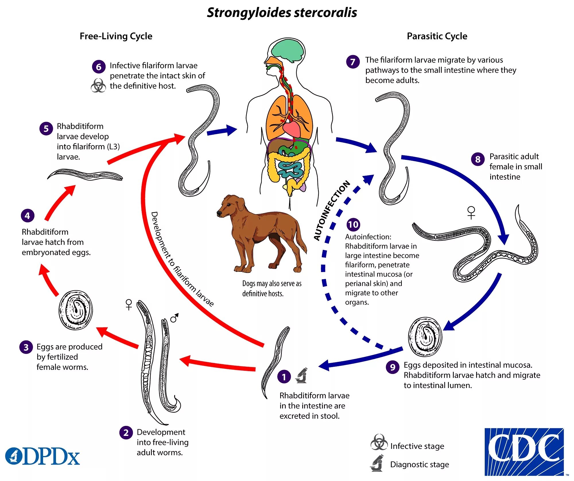 Жизненный цикл угрицы. Strongyloides stercoralis жизненный цикл. Жизненный цикл угрицы кишечной. Цикл развития угрицы кишечной. Жизненный цикл угрицы кишечной схема.