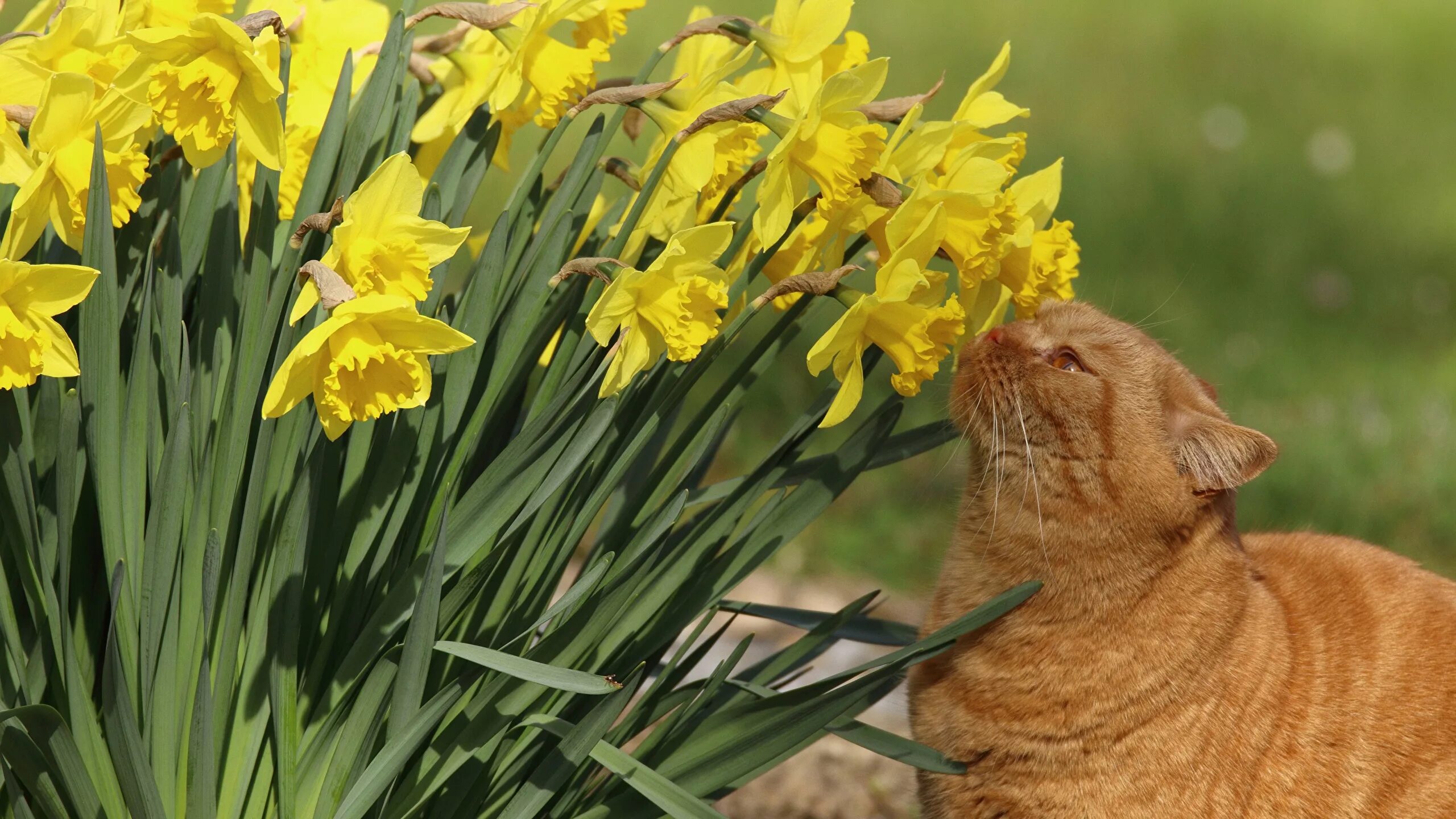 Котик с тюльпанами. Весенний котик.