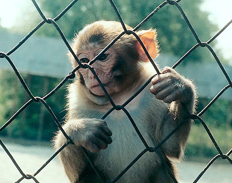 институт приматологии. институт медицинской приматологии адлер. институт приматологии. приматология адлер. институт приматологии.